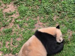 -都江堰中华大熊猫苑