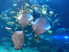 -华夏文旅海洋公园