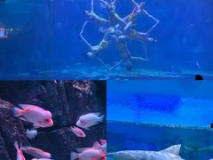 -蓬莱欧乐堡海洋极地世界