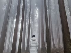 -武陵山森林公园