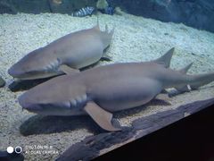 -烟台海昌鲸鲨海洋公园