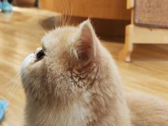 -滚猫咖啡·猫咖·猫友好撸猫(未来城店)