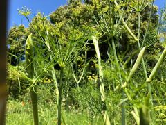 -墨尔本皇家植物园