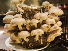 活体菌菇-捞王锅物料理(凯旋路店)