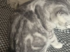 -博特宠物医院24h犬猫全科.骨科·异宠