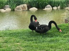 -荷兰花海
