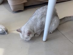 -怪兽屋·羊驼·猫咖·狗咖(俊华广场店)