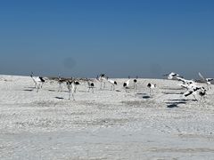 -黑龙江扎龙生态旅游区