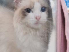 -爱诺耐芙动物医院(万博店)