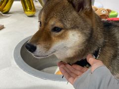 -柴务处·柴犬主题狗咖