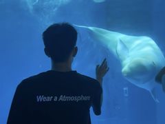-海合安成都极地海洋公园
