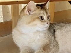 -藏猫猫咖啡主题馆(中央大道店)