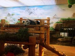 -西霞口神雕山野生动物世界