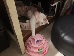 -萌兽医馆·绝育·24小时内科·宠物医院(德胜店)