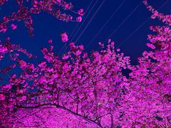 -西北湖绿化广场