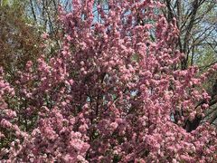 -长白岛森林公园