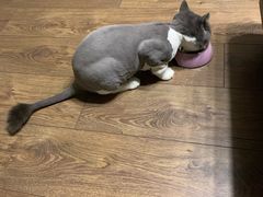 -PETKIT 小佩宠物·低压洗护·美容·寄养(安远店)