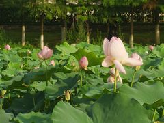 -金银湖国家城市湿地公园