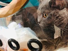 -瑞鹏宠物医院·爱宠堂·骨外专科(西荷分院)