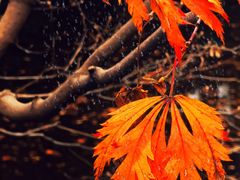 -秋霞圃