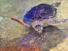 -威海华夏城景区