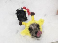 -Oh My Dog宠物沙龙(伊珊娜皮毛护理店)