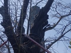 -上海佘山国家森林公园天马山园