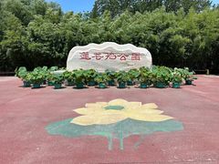 -莲花池公园