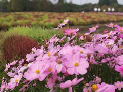 -花开海上生态园