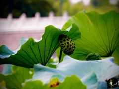 -南通博物苑-崇川人民公园