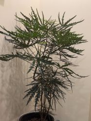 -北京米扬丽格医疗美容·联合丽格鼻整形中心