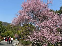 -八卦田遗址公园