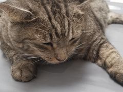 -宠物星动物医院·眼科·异宠·猫科(江南大道总院)