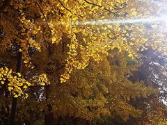 -四川大学(望江校区)