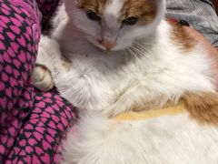 -艾贝尔宠物诊疗