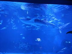 -烟台海昌鲸鲨海洋公园