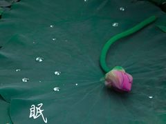 -丁香湖公园
