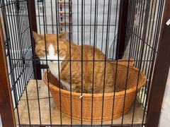 -四月宠物医院·猫专科·心脏专科·内科(转塘店)