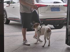 -半岛宠物医院24小时(科华中路店)