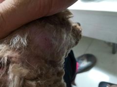 -芭比堂动物医院·犬猫全科·异宠专科(雁塔分院)