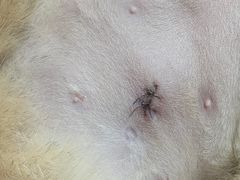 -艾贝尔宠物诊疗