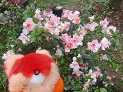 -南山植物园