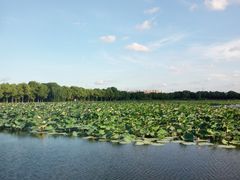 -荷塘月色湿地公园·向阳花洲
