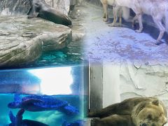 -海合安成都极地海洋公园