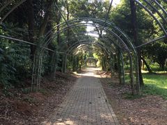 -南宁良凤江国家森林公园