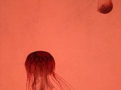 -沈阳海洋探索中心