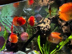 -上海海洋水族馆