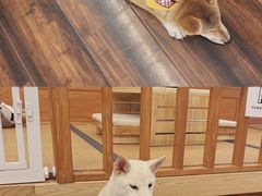 -豆柴町-柴犬主题狗咖(红鼎国际C座店)