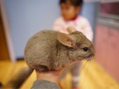 -藦茜花园宠物主题亲子互动体验馆(国顺东路店)