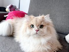 -lincat·猫舍(广州店)